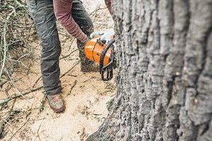 Know Trees LLC How to Save Money on Tree Removal Image-2