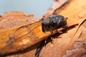 Know Trees Harmful Pests and Beetles-2
