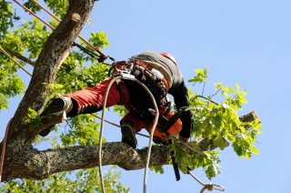 4 Signs You Need a Tree Pruning Service 2