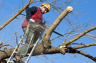 Tree Pruning Common DIY Hazards 1.