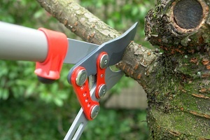 Tree Pruning Service 1