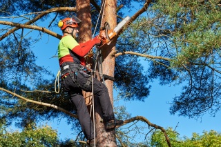 KnowTrees Certified Arborist Image-1