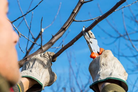 Tree Care Services 1